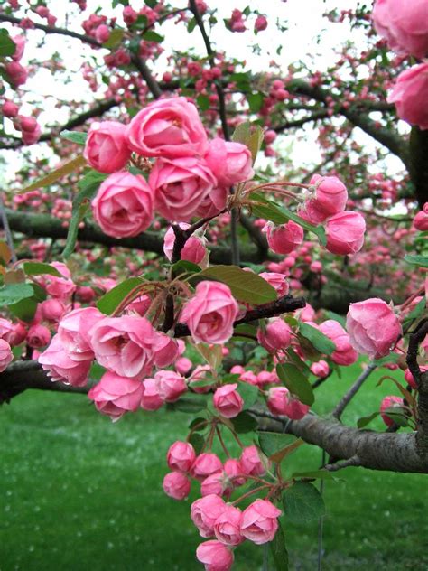 What Is A Crabapple Tree Look Like