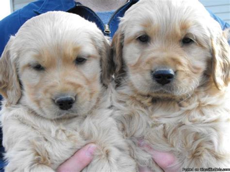 Their highly developed hunting ability makes them the ideal search and rescue dog, guide dog and all around assistance dog. AKC Golden Retriever Puppies - Price: 175.00 for sale in ...