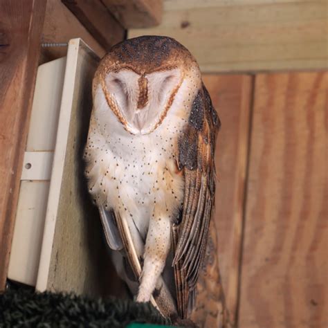 Barn Owl Akron Zoo