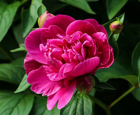 Peonies Planting Growing And Caring For Peony Flowers The Old