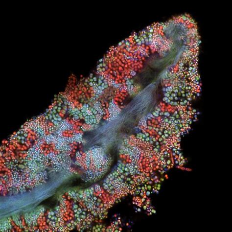 Here Are The Best Microscopic Photos As Announced By The Nikon Small