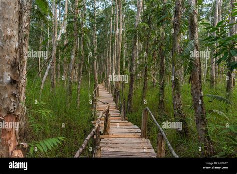 Wooden Pathway Through Dense Mangroves Forest Stock Photo Alamy