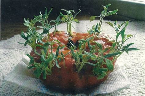 The Kraalspace Alien Tomatoes