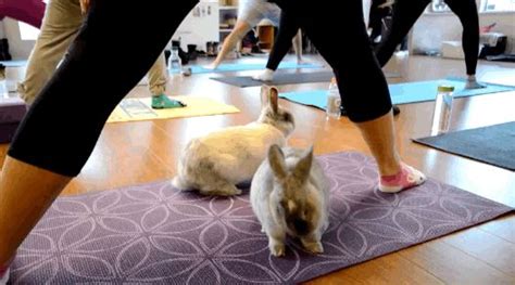 There Is Such A Thing As Bunny Yoga And It Is Incredibly Cute Bunny