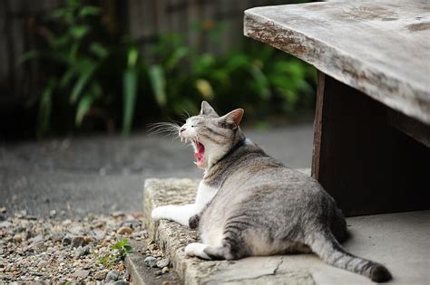 Hd Wallpaper Cat Yawn Autumn Domestic Animals Pets Animal Themes