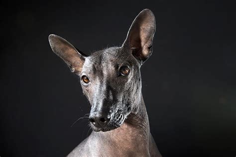 Sophie Gamand Photographs Hairless Dogs In Her Series “prophecy”