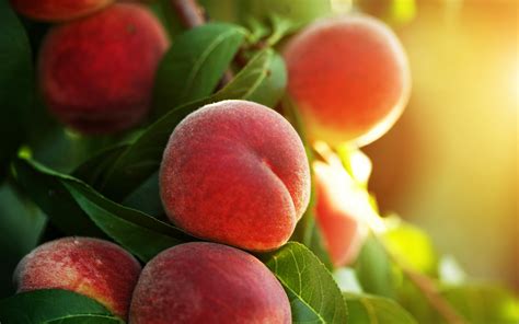 7 Peachy Products And Strains To Celebrate Peach Month Leafly