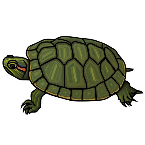 Tutle Clipart 10 Free Cliparts Download Images On Clipground 2022