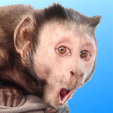 Monkeyboo Wikitubia Fandom