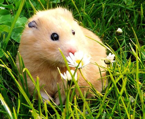 Flowers Smell So Nice Chmurka Funny Animals Cute Hamsters