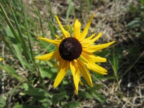 Top 10 Native Colorado Plants A Listly List