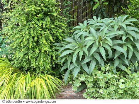 A Simple And Sophisticated Foliage Combo In Shades Of Green The