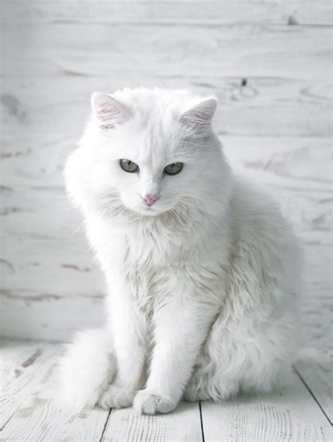 36 Stunning White Cat Aesthetic Ideas Nola Dalby