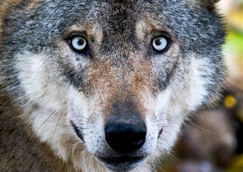 Ist der Wolf für den Menschen eine Gefahr? | GMX