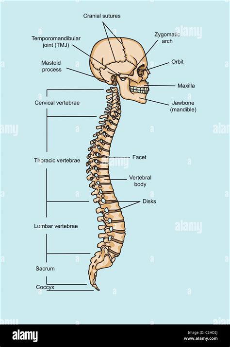 Skull Spinal Column Illustration Human Anatomy Vertebrae Bones Anatomic