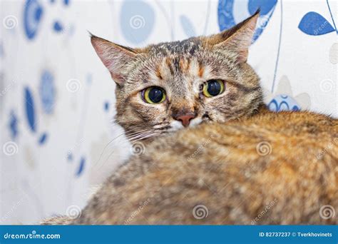 Gray Striped Cat Stock Image Image Of Scared Striped 82737237