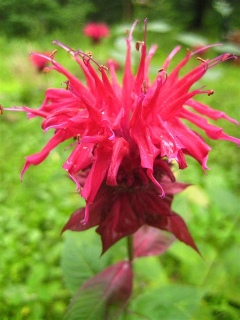 This north american genus (monarda) has several species, all of which share tartly fragrant foliage. Searching for Bee Balm — Wild Plant Culture