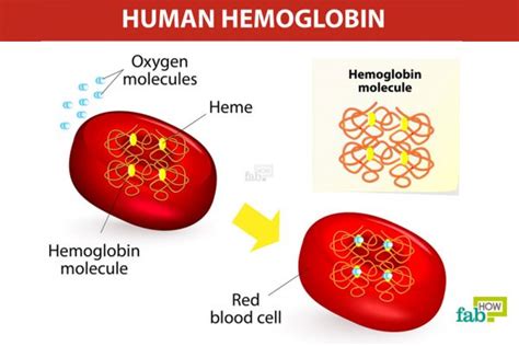 How To Increase Your Hemoglobin Level Fab How
