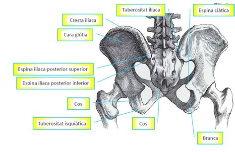 AnatomÍa De La Cintura PÉlvica Fisioterapia Osteopatía Barcelona