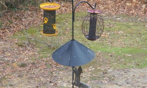 How To Stop Squirrels From Climbing Bird Feeder Pole 5 Tips