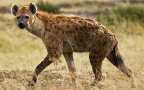 Hyenas Are As Bright As Primates Research Shows Telegraph