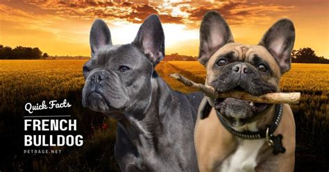 13 Interesting Facts About French Bulldogs Petrage