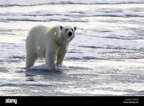 Polar Bear Ursus Maritimus Walks Across The Ice Svalbard Arctic