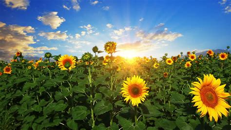 Sunflower Stock Video Footage 4k And Hd Video Clips Shutterstock