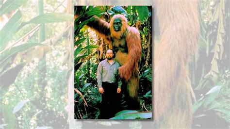 does viral pic show gigantopithecus the largest ape known to ever live