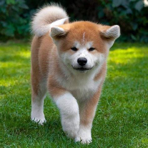 「akita Inu」おしゃれまとめの人気アイデア｜pinterest｜kyunghee Park 可愛いワンちゃん 犬 かわいい 可愛い犬