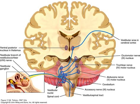 Vestibular Tracts Vestibular Disorders Pinterest Neuroscience