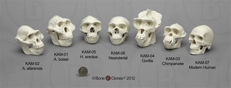 Set Of 7 Primate Skulls Half Scale Bone Clones Inc Osteological