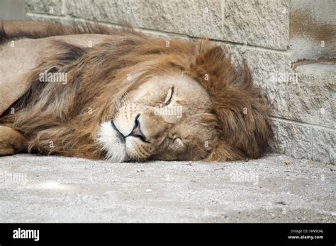 Tired Lion Sleeping Stock Photo Alamy