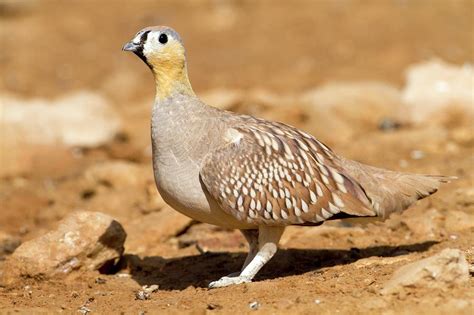 Crowned Sandgrouse Pterocles Coronatus Photograph By Photostock Israel