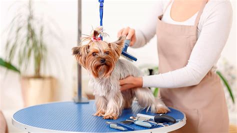 posibilidades  montar una peluqueria canina blog de