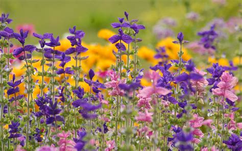 Flowers Meadow Summer Wallpaper 2560x1600