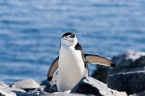 Penguin Sideways Penguin With Wide Open Wings Ad Sideways