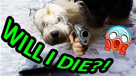 You Wont Believe This Dog Youtube