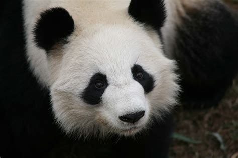 Panda Updates Wednesday October 2 Zoo Atlanta
