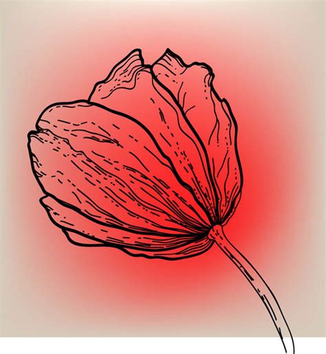Vivid Hand Drawn Tulip Background Vector Vectors Images Graphic Art