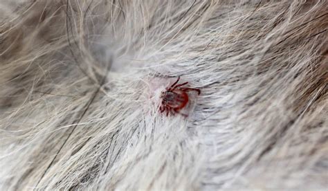 What Do Ticks Look Like On Dogs