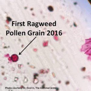 Daily allergy impact and pollen count to help you plan your day. First Ragweed Pollen of the 2016 Season Sighted - Asthma ...