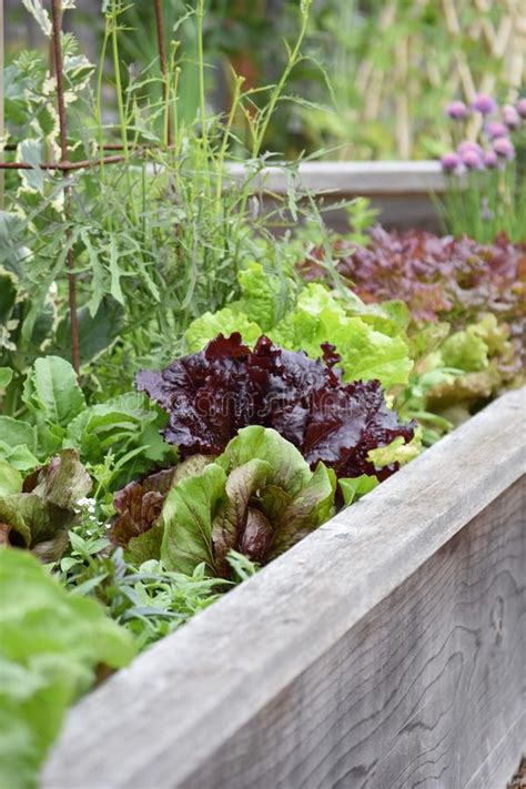 Edible Garden Fresh Lettuce And Herbs Stock Photo Image Of Herbs