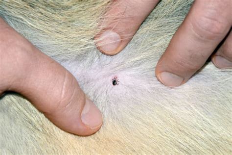 How To Recognize And Prevent Tick Bites In Dogs I Love My Chi