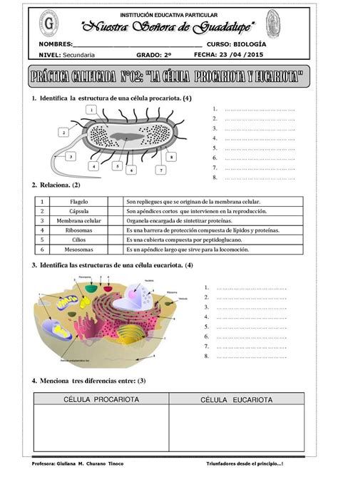 Guía De La Célula Procariota Y Eucariota Celula Procariota Y