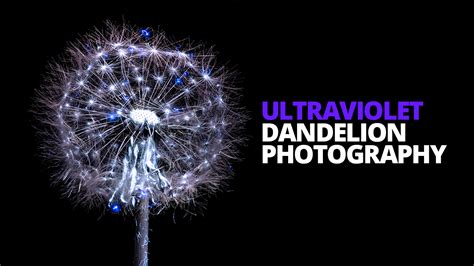 Uv Photography How Does A Dandelion React To Uv Light