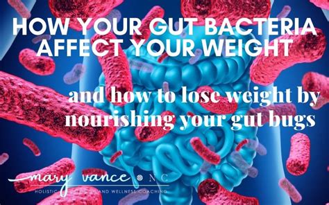 how your gut bacteria influence your weight mary vance nc