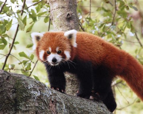 Red Pandas Are Fire Ferrets In Real Life Fandom