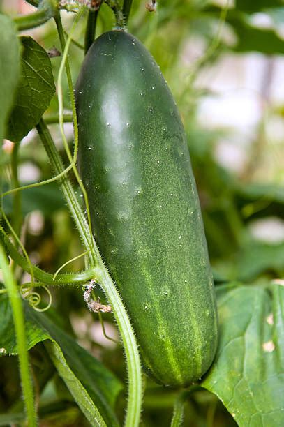 Spiky Cucumber Pic Stock Photos Pictures And Royalty Free Images Istock
