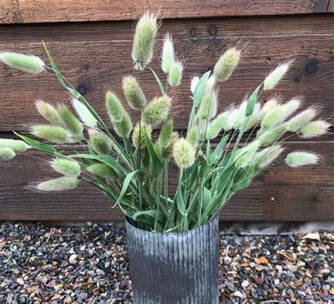 Bunnytail Grass Flower Moxie